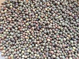 Pea seeds / nasiona grochu