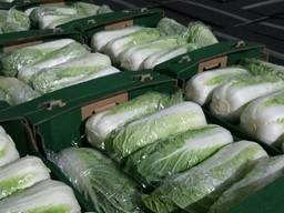 Пекинская капуста (пекинка) производства Польша