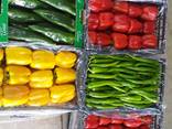 Перец - фото 1