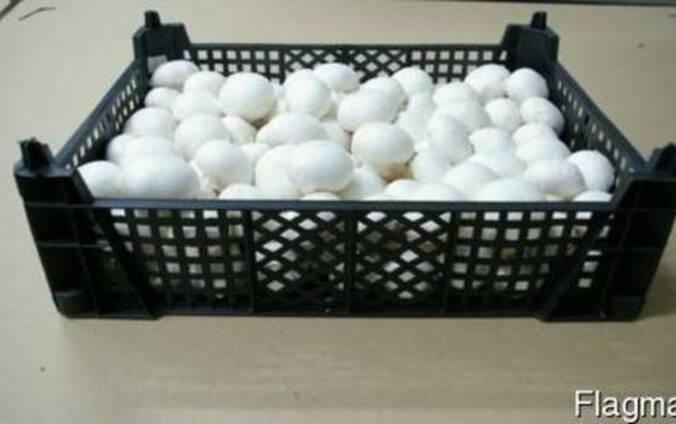 Pieczarka/ Шампиньон