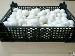 Pieczarka/ Шампиньон