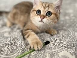 Piękna dziewczyna w kolorze złotego marmuru