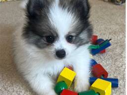 Piękne szczenięta pomeraniana. ..