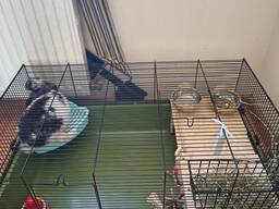 Piękny dekoracyjny królik