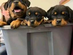 Pies rasy rottweiler