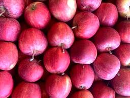 Jabłka pochodzenie polskie z chłodni