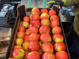 Jabłka polskie (Gala, Cortland, Szampion, Jonagold, Golden Delicious, Alwa i inne)