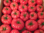 Помидор - фото 3