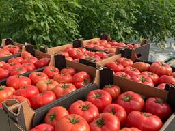 Pomidor czerwony, malinowy okrągły, zbiór 2025,
