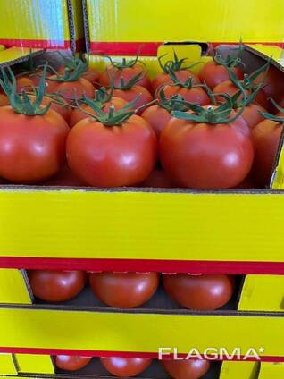 Помидор красный