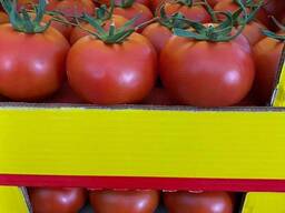 Pomidor czerwony