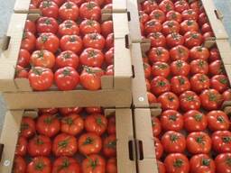 Помидор (красный, розовый)