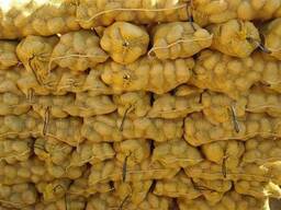 Potato