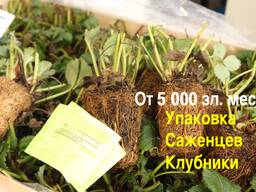 Працівник на упаковку саджанців полуниці.