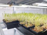 Продам бизнес, Продукція Мікрозелені - фото 1