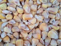 Продам кукурузу в Украине