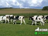 Продам польскиe и иностранныe нетели - фото 2