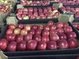 Продам Польское Яблоко/ экспорт - фото 2
