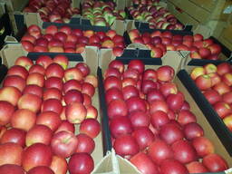 Продам Польское Яблоко/ экспорт