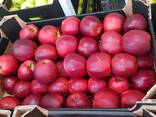 Продам польское яблоко оптом - фото 2