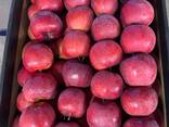 Продам польское яблоко оптом - фото 1