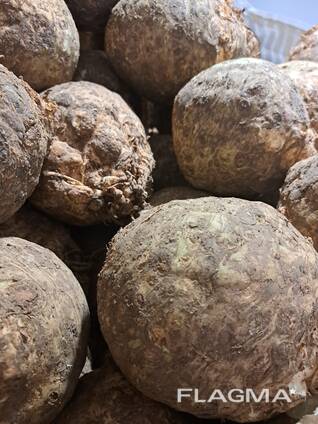 Продам сельдерей промышленный