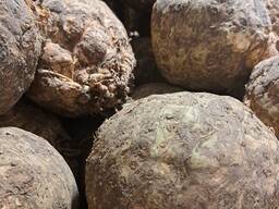 Продам сельдерей промышленный