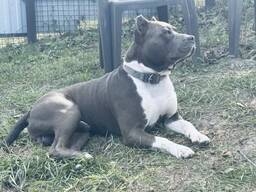 Продам щенка Амстафф Американський стаффордширський тер'єр