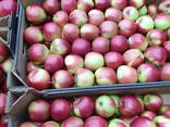 Продам яблоки из Польши