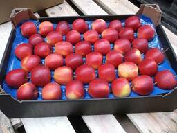 Продам яблоко Гала Маст