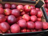 Продам яблоко Jonaprince оптом - фото 2