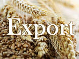 Продам зерно насіння і товарне пшениці, ячменя, кукурудзи, соняшнику, рапса, сої та інше