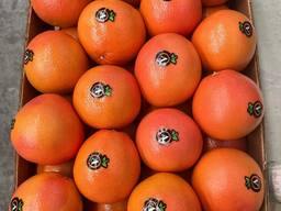 Sprzedaż grejpfrutów Türkiye, eksport