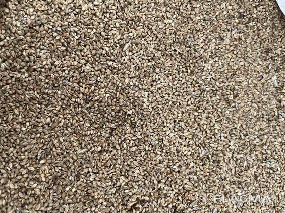 Proso japońskie Pajza / Barnyard millet seeds food