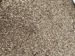 Proso japońskie Pajza / Barnyard millet seeds food