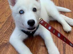 Przepiękny szczeniak husky syberyjskiego dostępny!