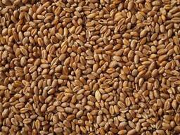 Pszenicę Żniwa 2022