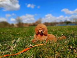 Pudel Toy z dokumentami FCI