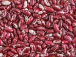 Quality 3D beans from Kyrgyzstan - photo 2