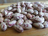 Quality 3D beans from Kyrgyzstan - photo 3