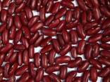 Quality 3D beans from Kyrgyzstan - photo 4