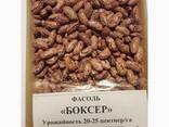 Quality 3D beans from Kyrgyzstan - photo 5