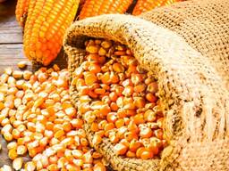 Quality Maize Corn for sale