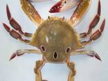 Czerwony krab królewski z Alaski/Świeżo mrożone i błotne kraby Czerwone kraby królewskie Kraby z miękką skorupą/niebieski krab - zdjęcie 1