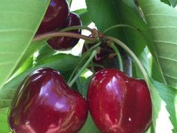Red Sweet Cherry from Bulgaria Wholesale