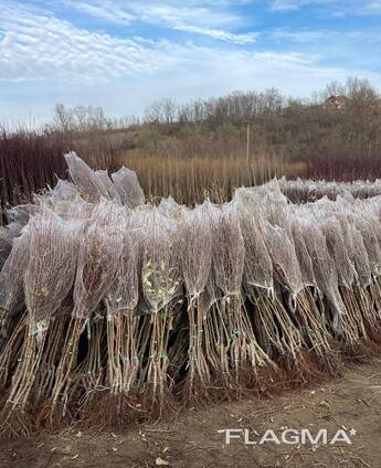 Sadzonki drzew owocowych