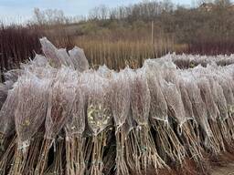 Sadzonki drzew owocowych