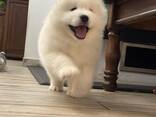 Samoyed/Samojedenwelpe (FCI/ZKwP) abholbereit ab dem 10. Dezember - zdjęcie 2