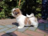 Shih-Tzu hodowla Gemchujina Skifii FCI - zdjęcie 2