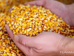 Skupujemy kukurydzę żółtą z Polski